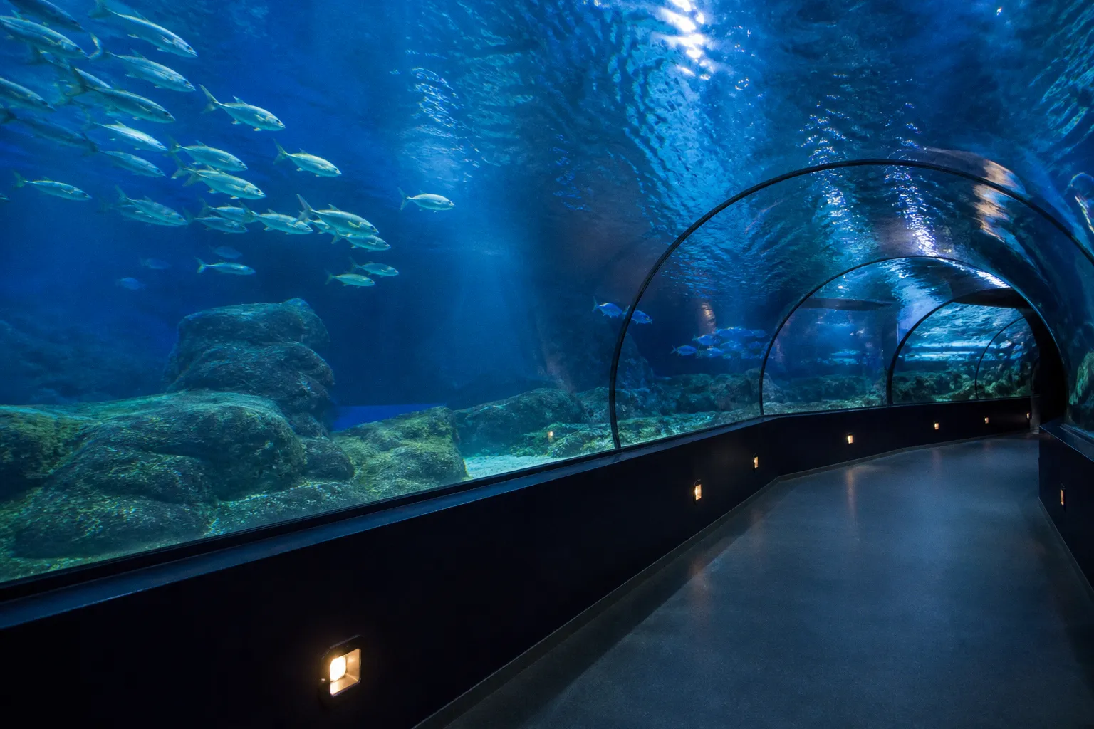 Aquarium de Séville : horaires et parcours pour éviter la foule