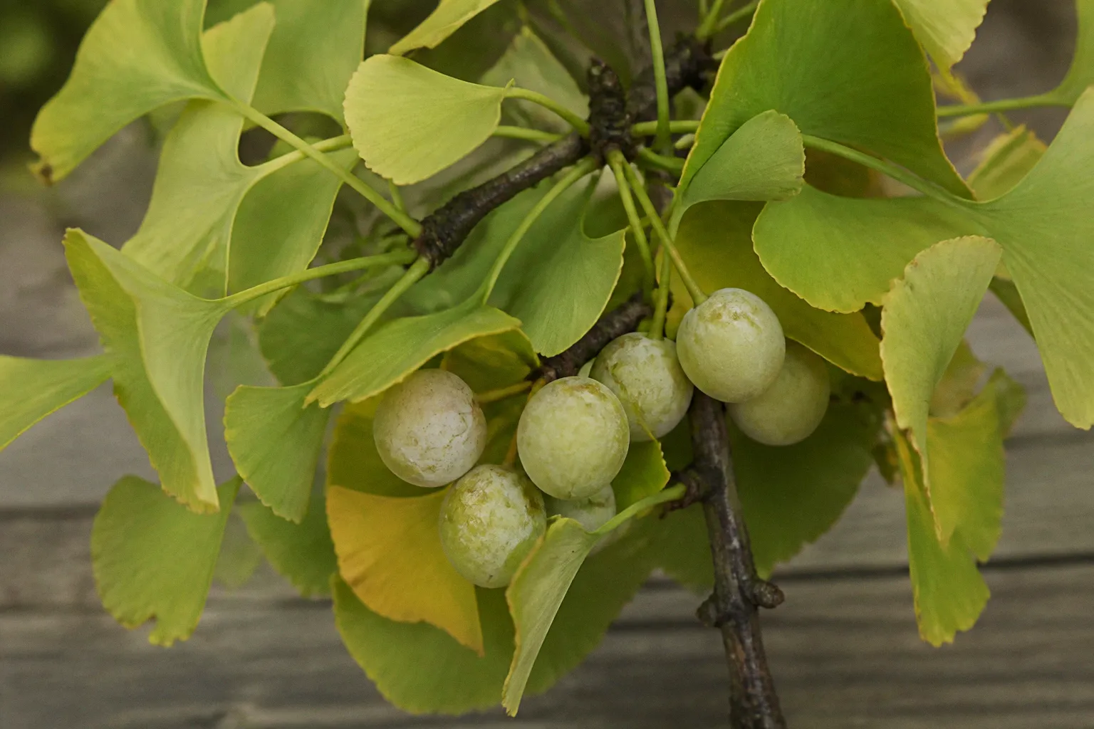 Ginkgo biloba et mémoire : pourquoi cette sélection ne joue pas sur les mots