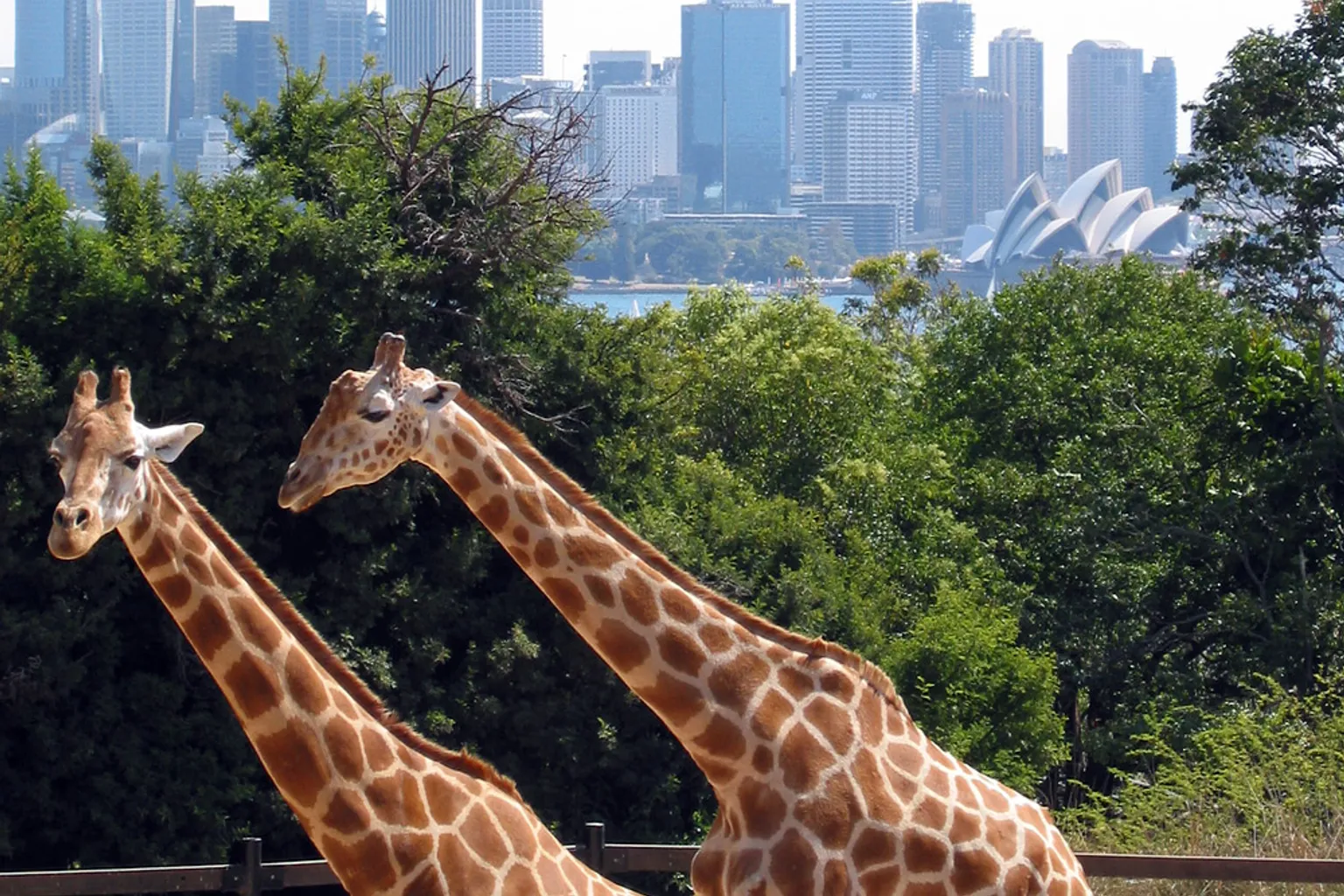 Zoo de Taronga : les points à vérifier avant de réserver